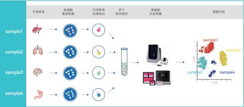 單細胞混樣測序價格與品牌分析——丁香通官網網絡技術服務指南